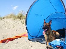 Llevá a tu mascota de vacaciones