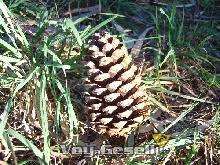 Reserva forestal Pinar del Norte