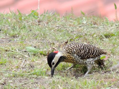 Alquilo Hotel Bella Vista en Villa Gesell zona  a 200 mts de la Playa