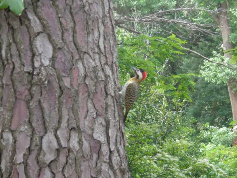 Alquilo Departamento Playa Norte en Villa Gesell zona Barrio Norte a 20 mts de la Playa