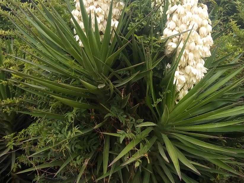 Alquilo Departamento Playa Norte en Villa Gesell zona Barrio Norte a 20 mts de la Playa