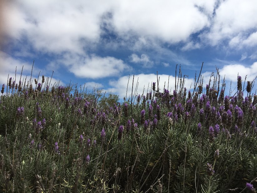 Alquilo Cabaña Villa Olimpia en Villa Gesell zona Barrio Norte a 80 Mts de la Playa 