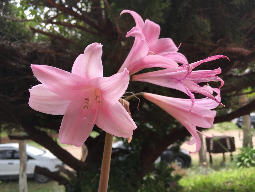 Alquilo Cabaña Villa Olimpia en Villa Gesell zona Barrio Norte a 80 Mts de la Playa 