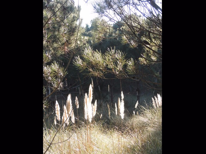 Atractivo Turistico Reserva Forestal Mar de las Pampas en Mar de las Pampas zona  