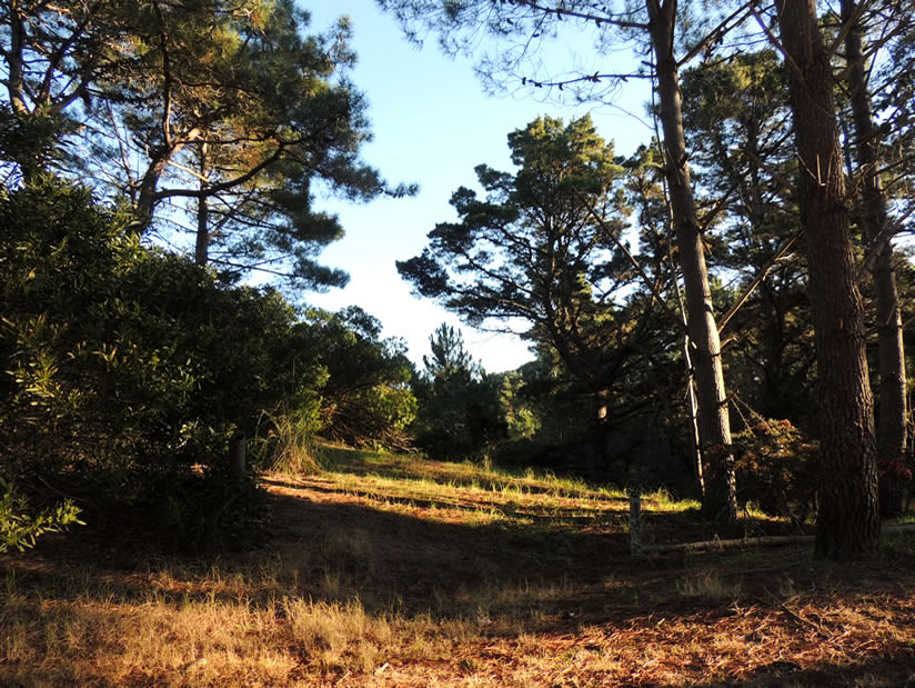 Atractivo Turistico Reserva Forestal Mar de las Pampas en Mar de las Pampas zona  