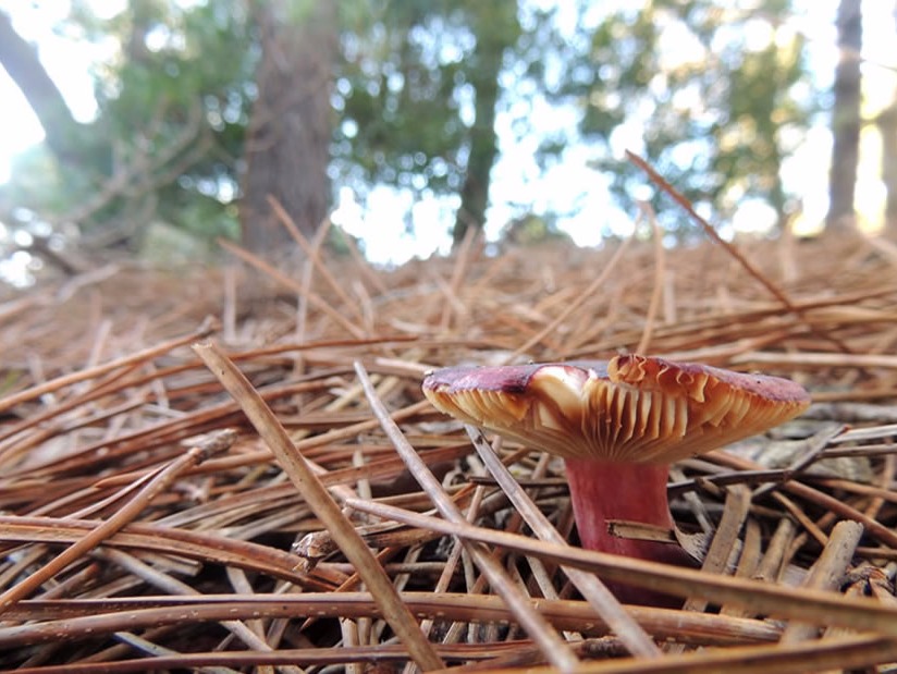 Atractivo Turistico Reserva Forestal Mar de las Pampas en Mar de las Pampas zona  
