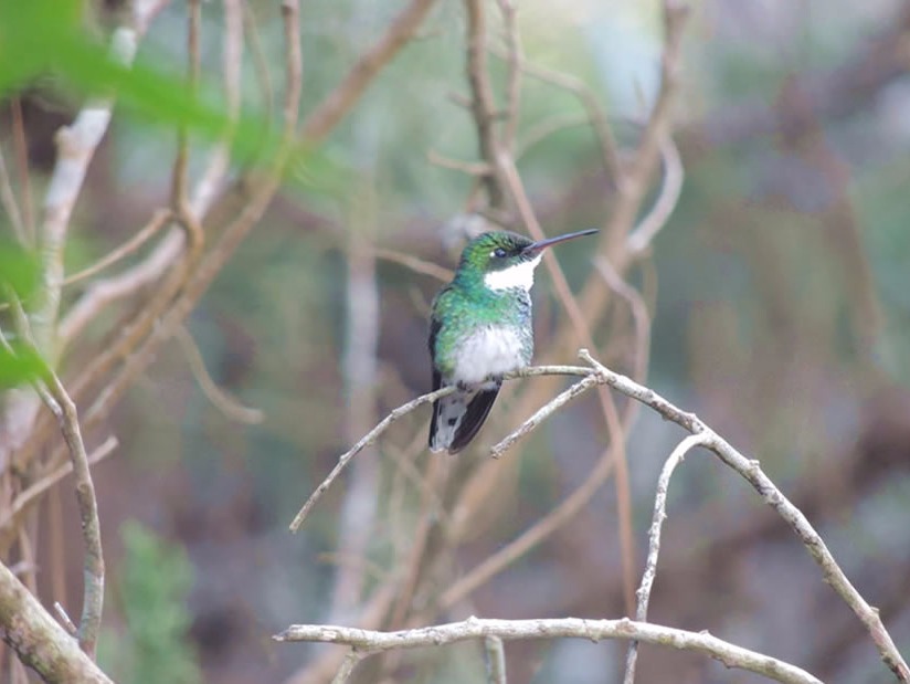 Atractivo Turistico Reserva Forestal Mar de las Pampas en Mar de las Pampas zona  