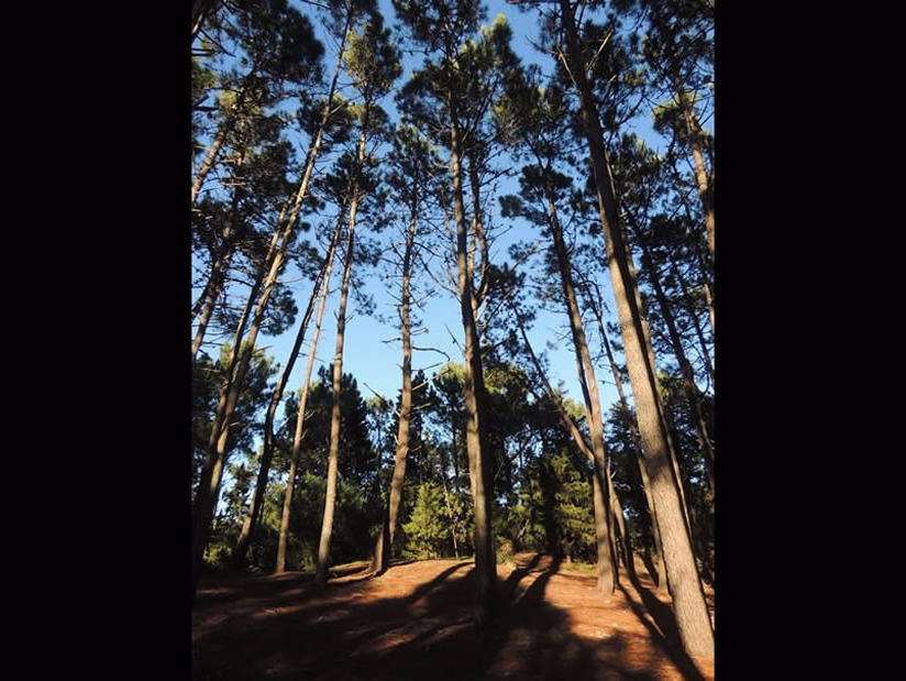 Atractivo Turistico Reserva Forestal Mar de las Pampas en Mar de las Pampas zona  