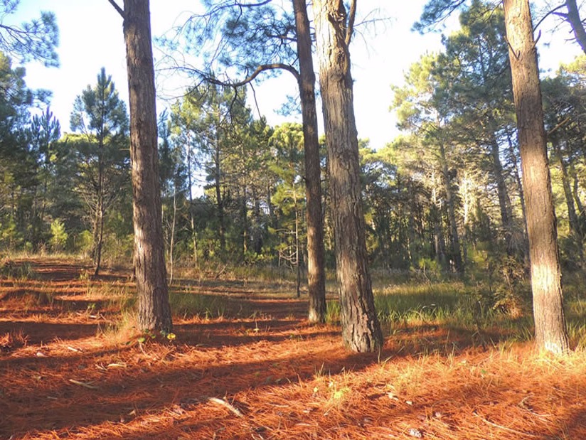 Atractivo Turistico Reserva Forestal Mar de las Pampas en Mar de las Pampas zona  