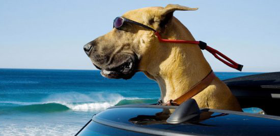 vacaciones con tu mascota vacaciones con tu mascota